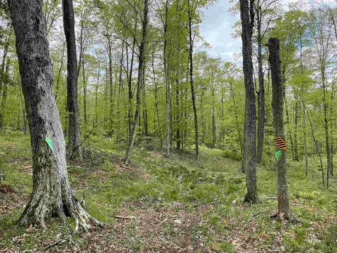 Long View Lane Westmore VT 05860