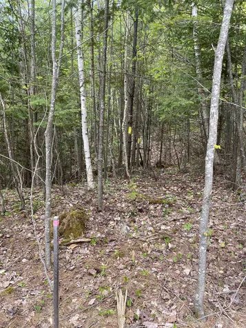 Long View Lane Westmore VT 05860