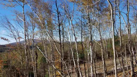 Long View Lane Westmore VT 05860