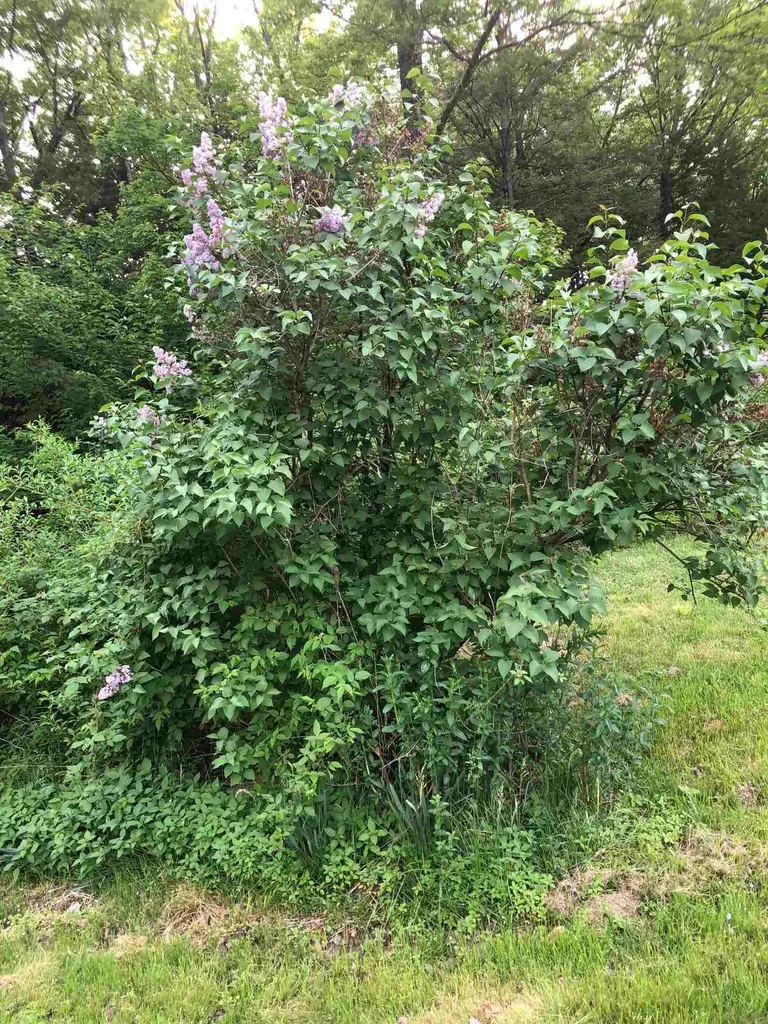 34 Healey Road Alexandria NH 03222
