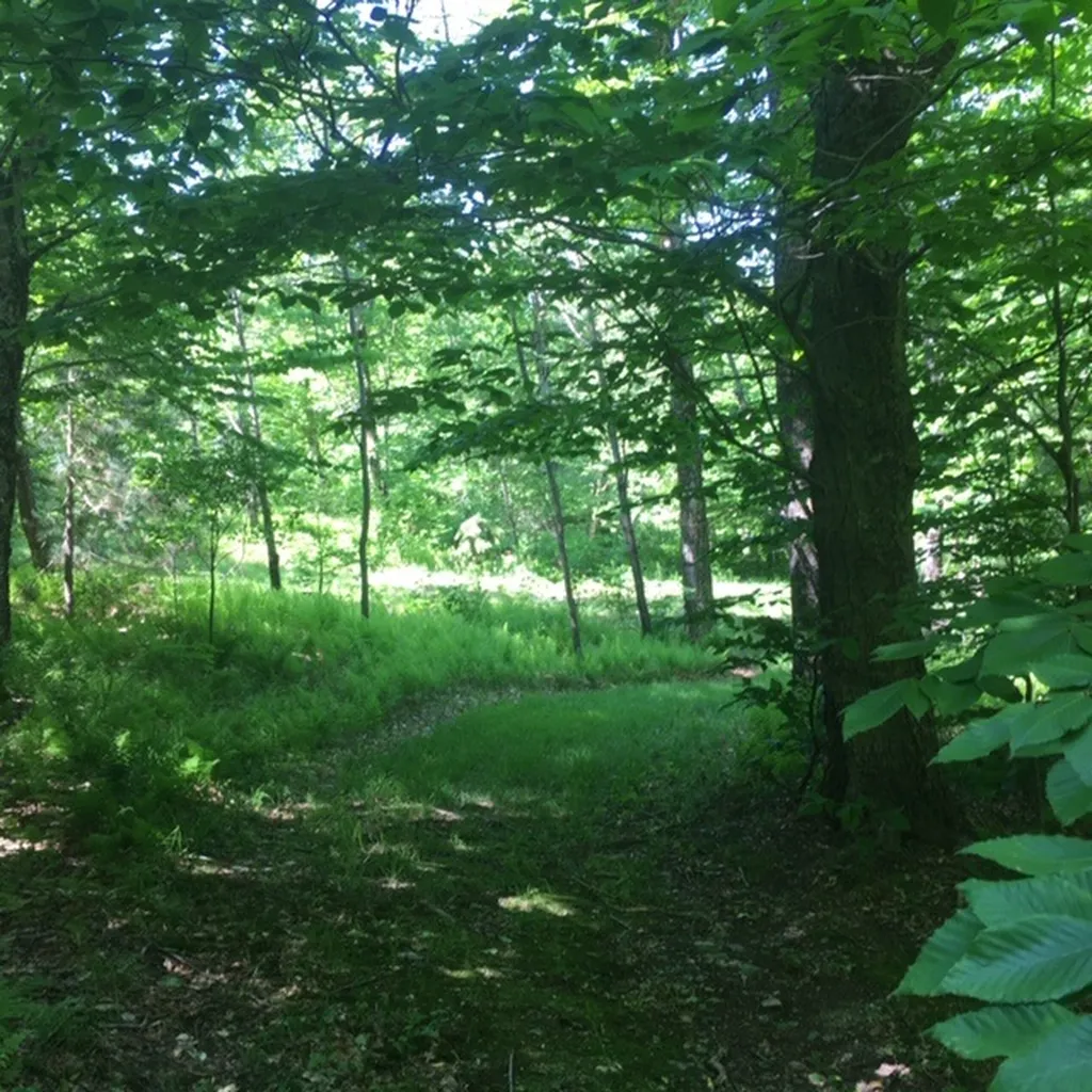 1563 Roxbury Mountain Road Warren VT 05674