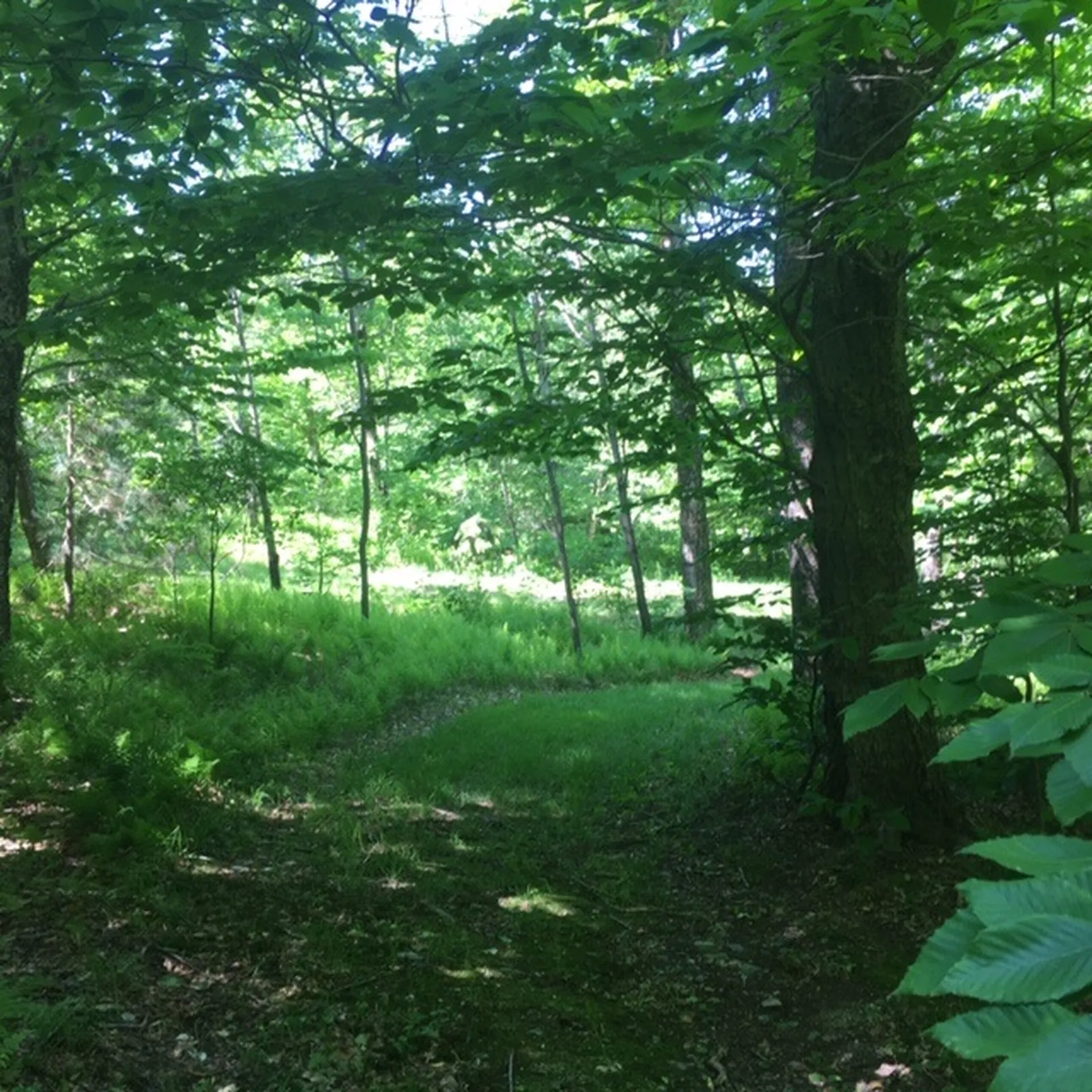 1563 Roxbury Mountain Road Warren VT 05674