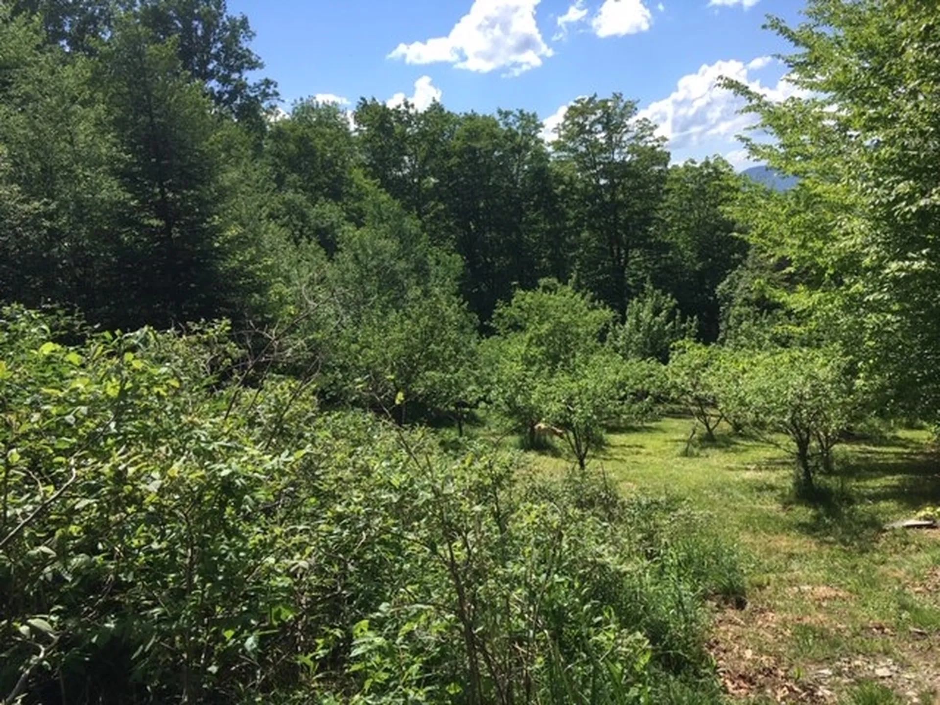 1563 Roxbury Mountain Road Warren VT 05674