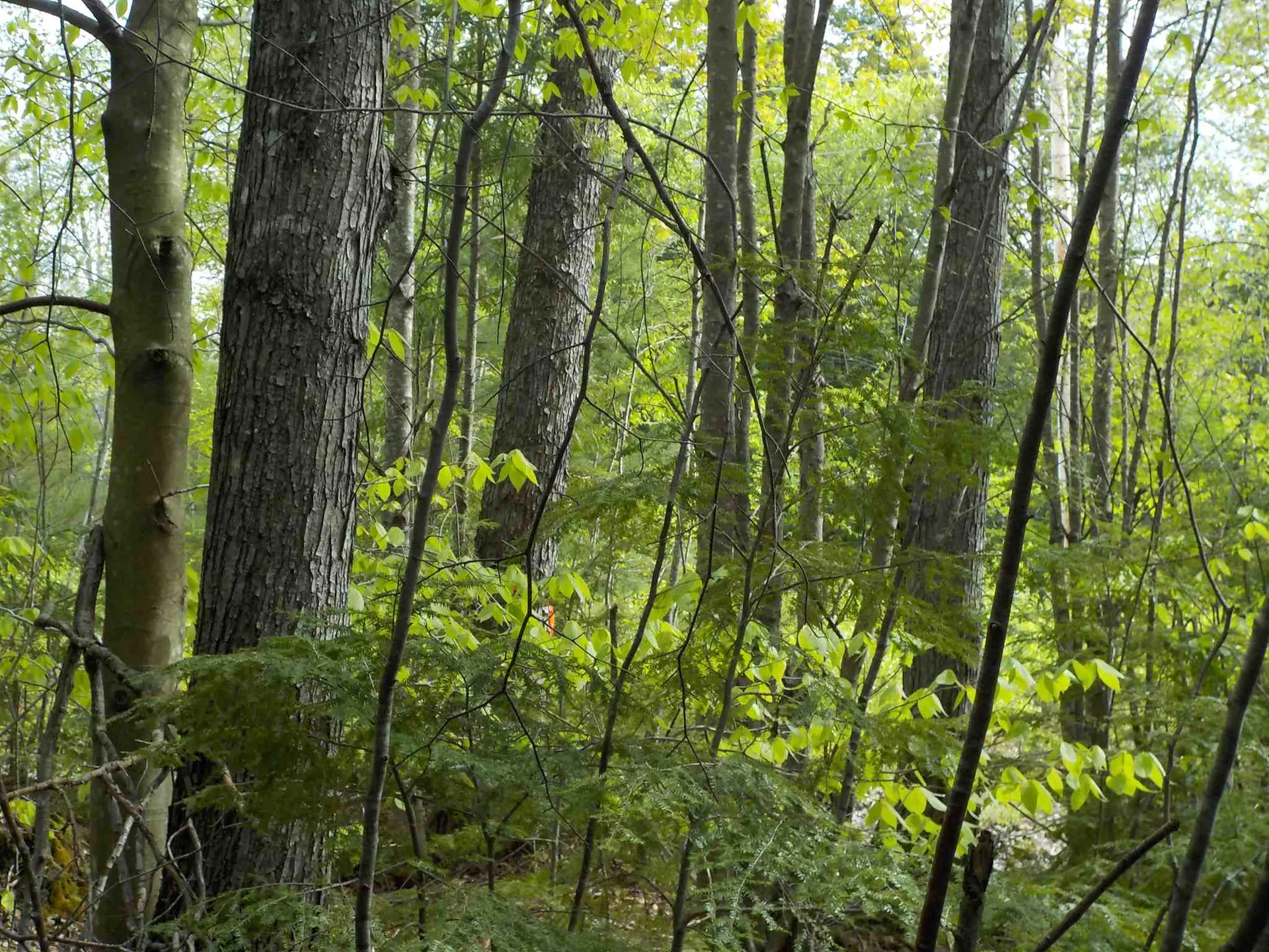 00 Old Bristol Road New Hampton NH 03256