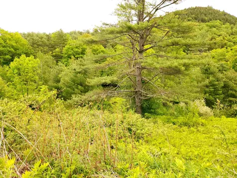 365 Dodge Road Chester VT 05143