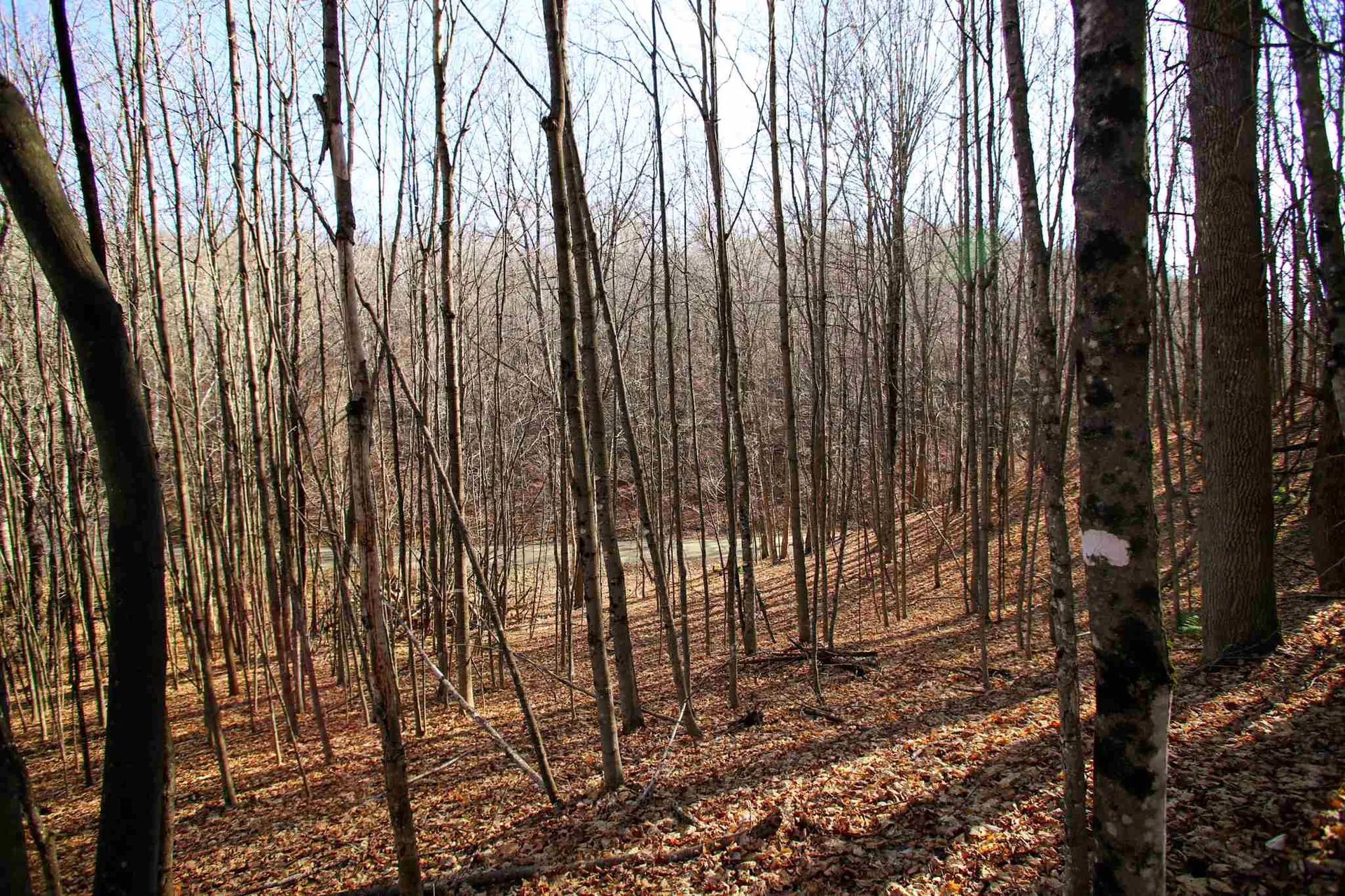 1262 Parker Road Vershire VT 05079