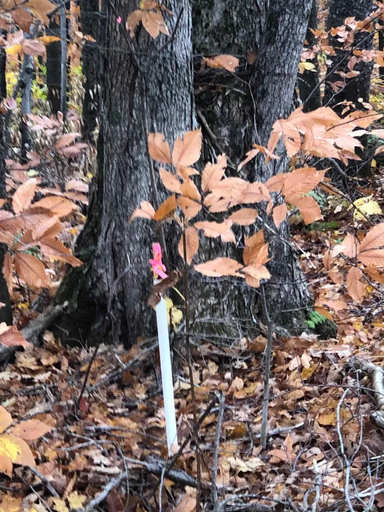 Lot #312 Lebensanschauung Circle Stamford VT 05352
