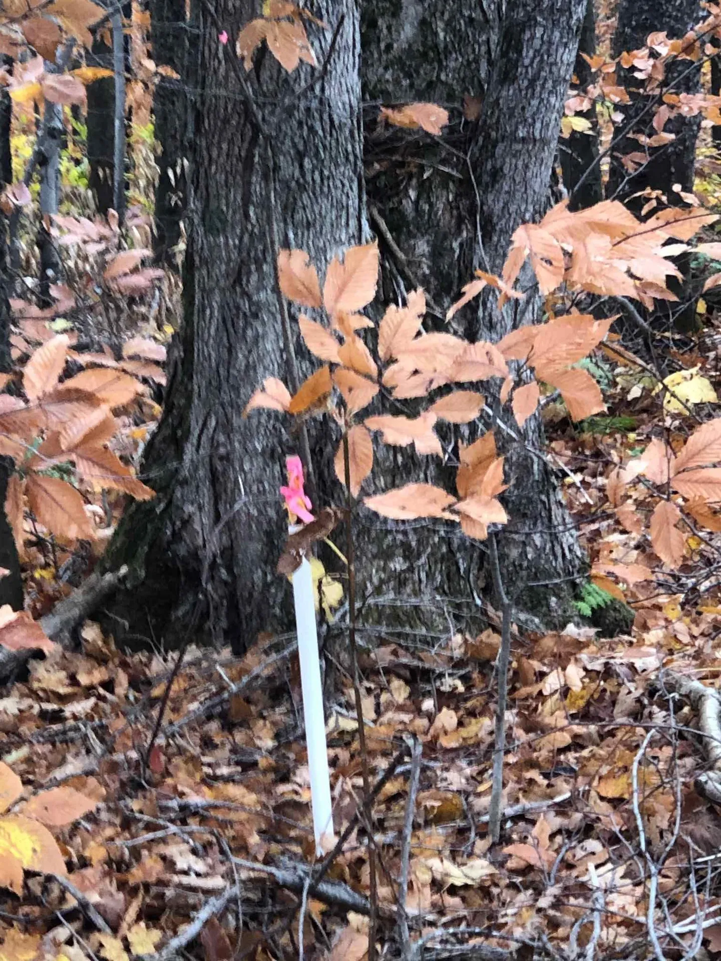 Lot #312 Lebensanschauung Circle Stamford VT 05352