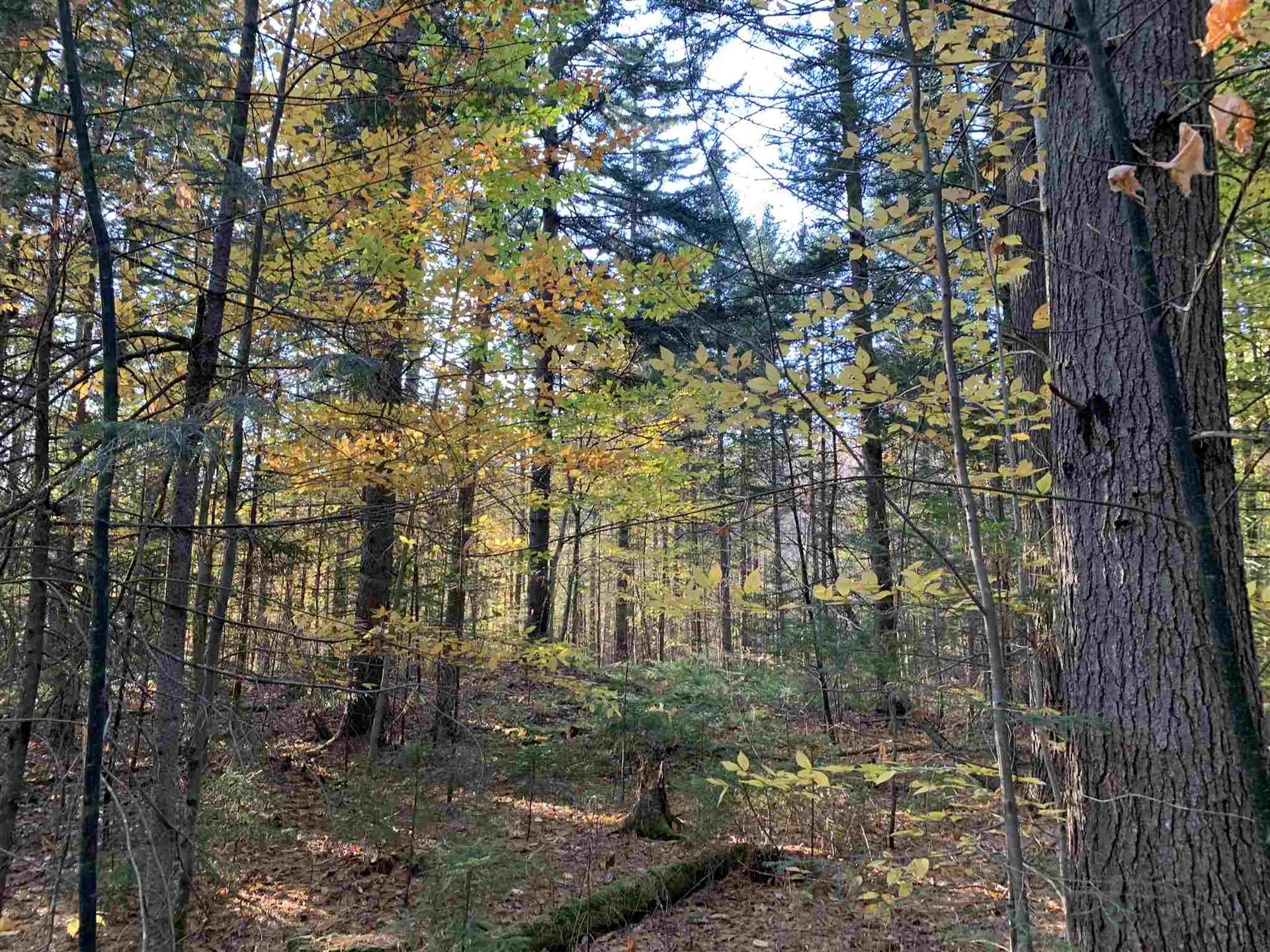 Tbd Sand Hill Road Wolcott VT 05680