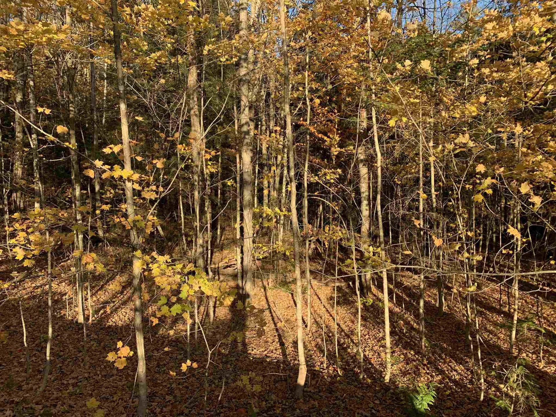Tbd Sand Hill Road Wolcott VT 05680