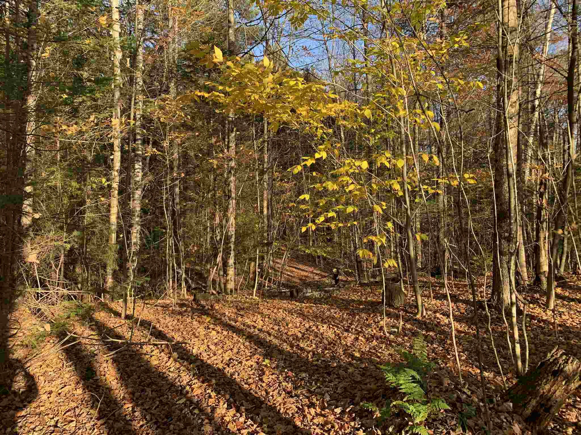Tbd Sand Hill Road Wolcott VT 05680