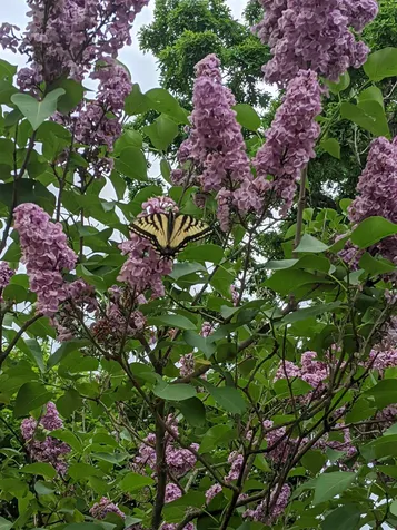 53 Prospect Street Henniker NH 03242