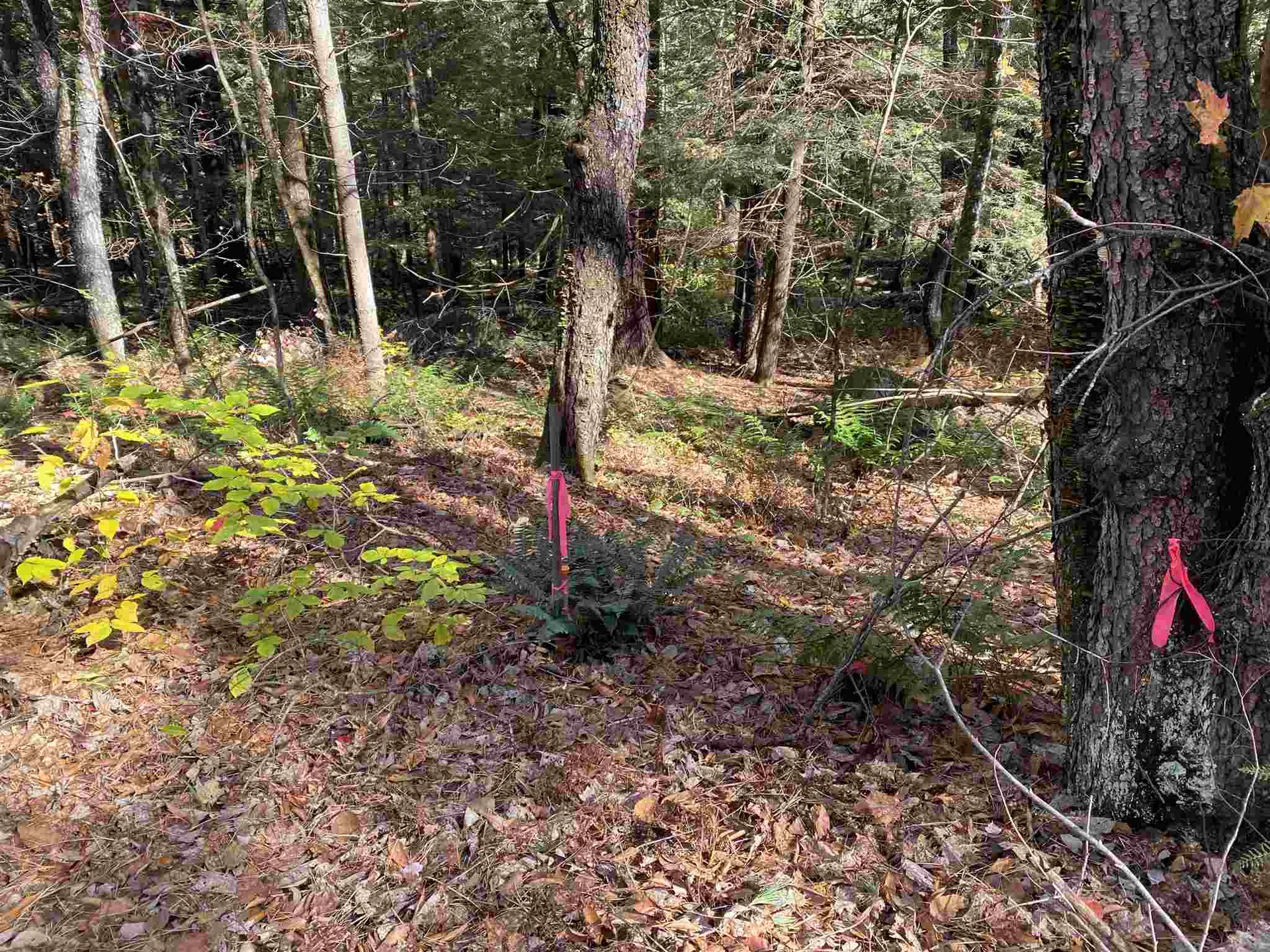 00-001 Hartland Hill Road Woodstock VT 05091
