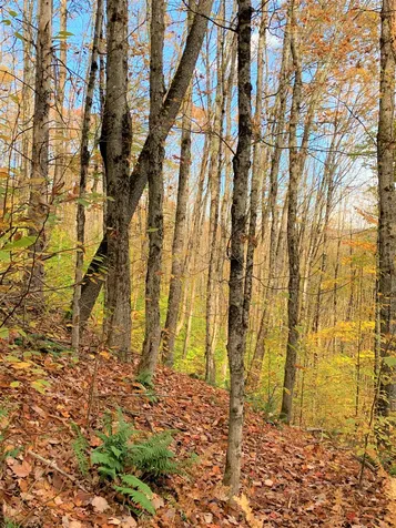 0 Route 122 Sheffield VT 05886