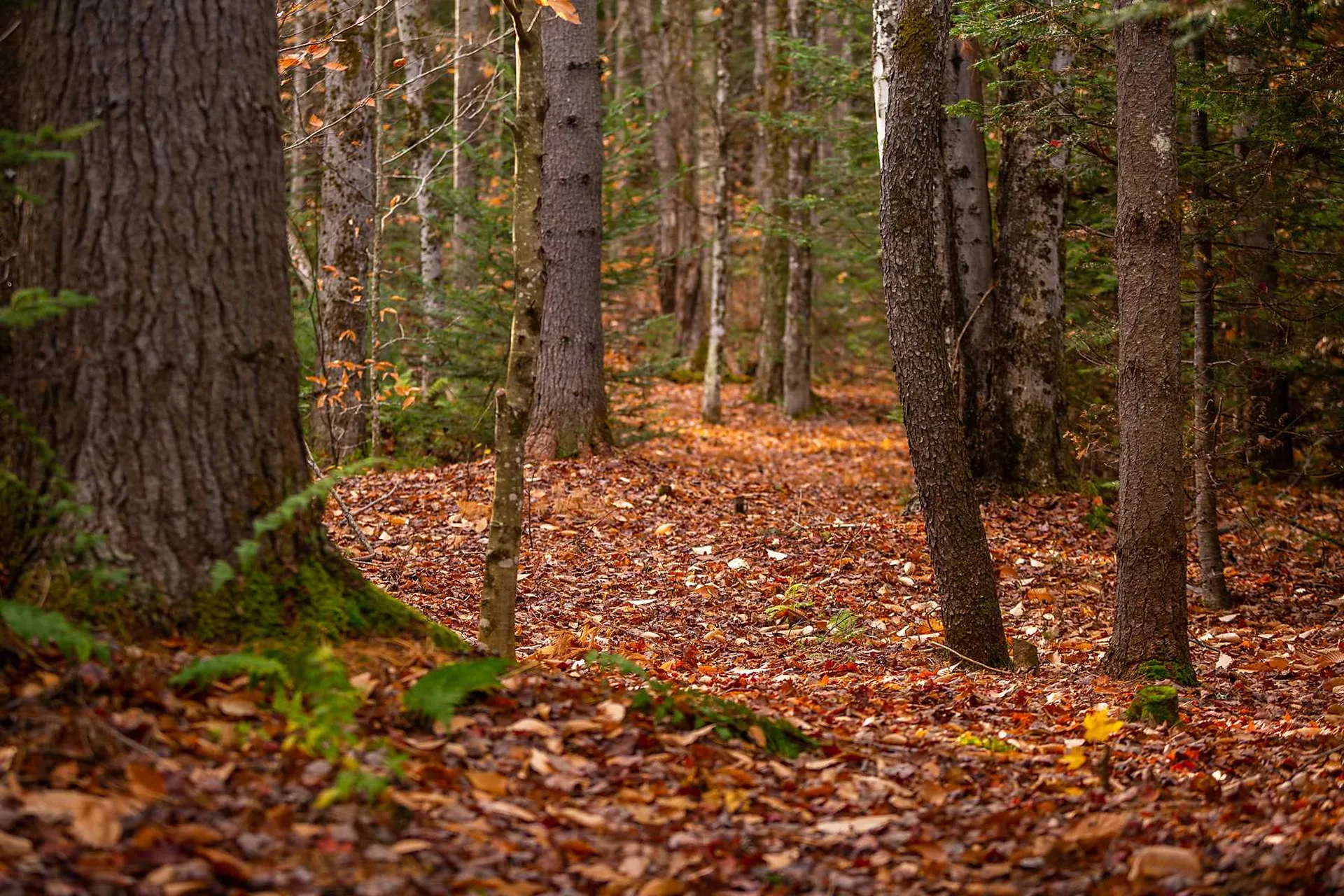 1649 Landgrove Road Londonderry VT 05148