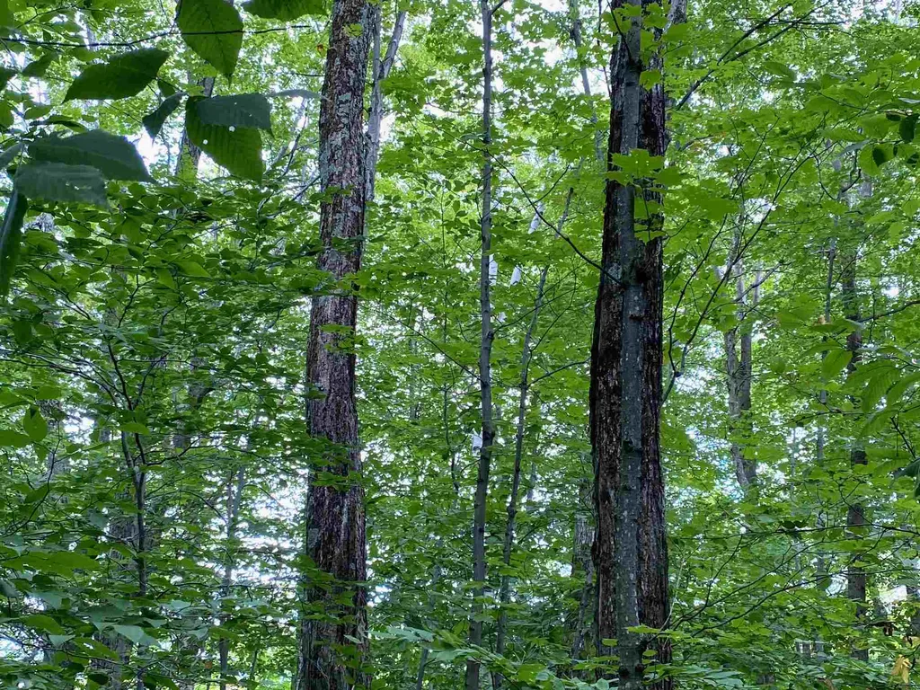 Lot Windham Springs Road Windham VT 05359