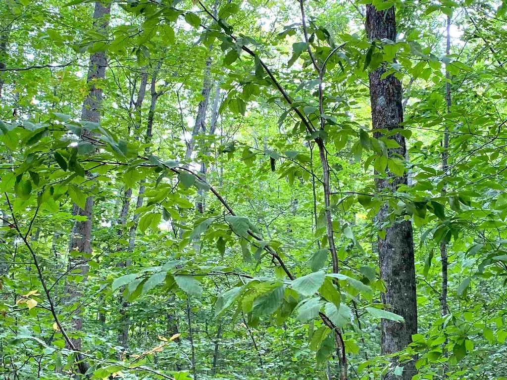 Lot Windham Springs Road Windham VT 05359