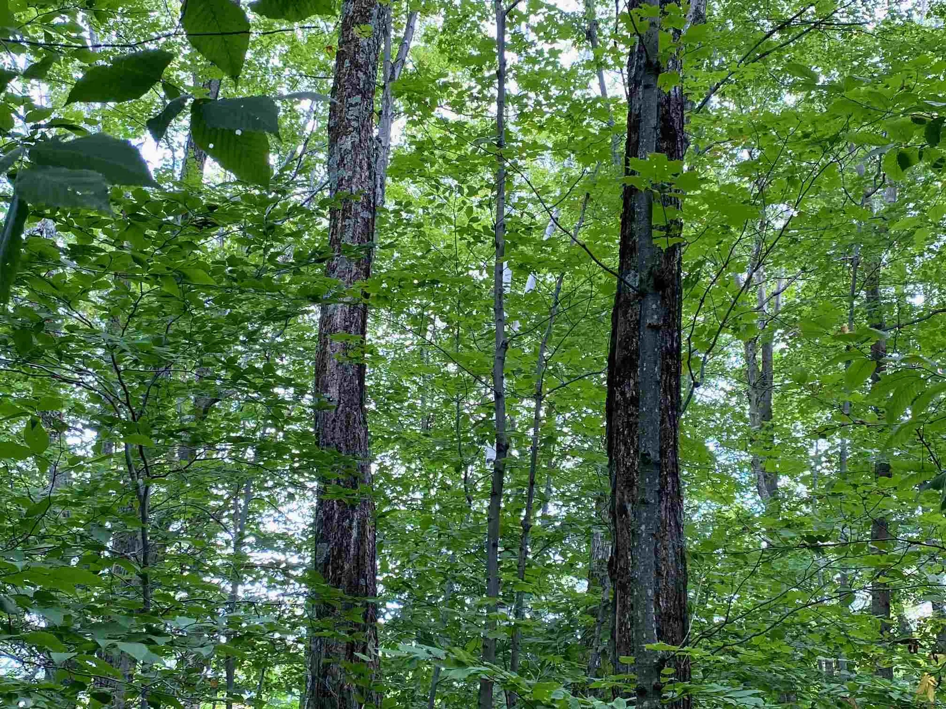Lot Windham Springs Road Windham VT 05359