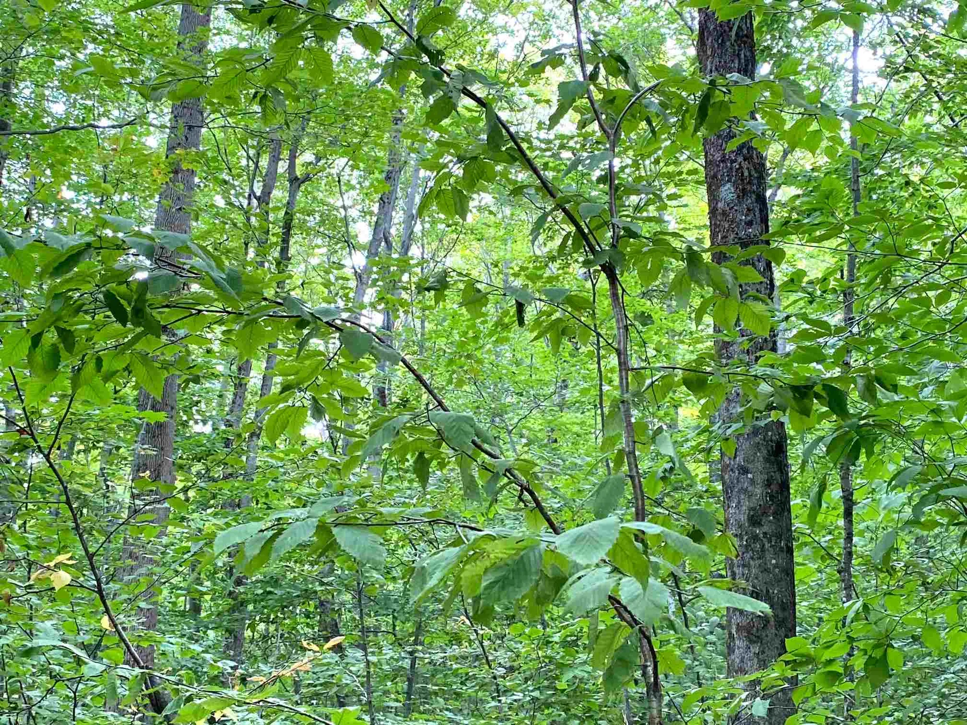Lot Windham Springs Road Windham VT 05359