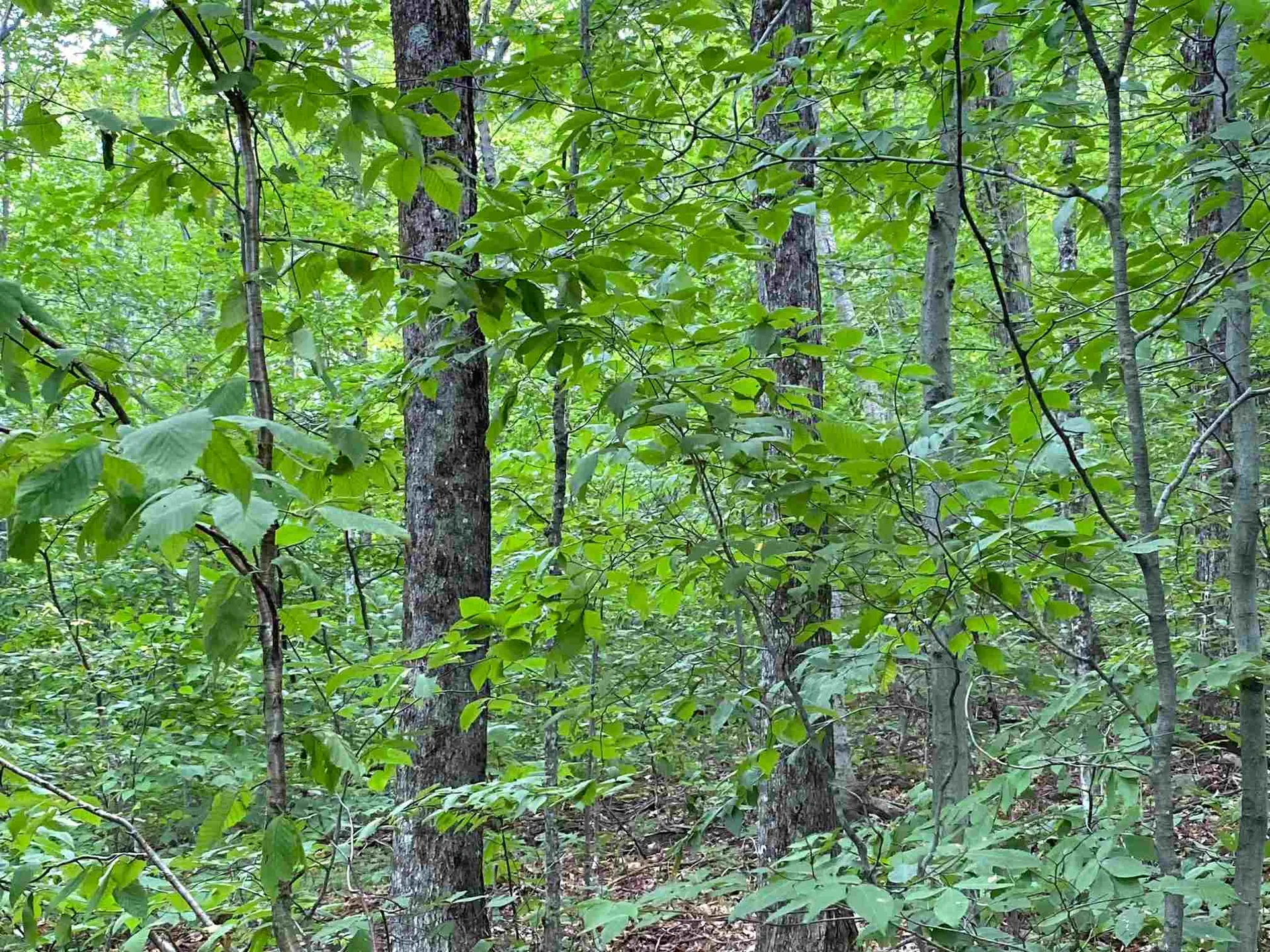 Lot Windham Springs Road Windham VT 05359