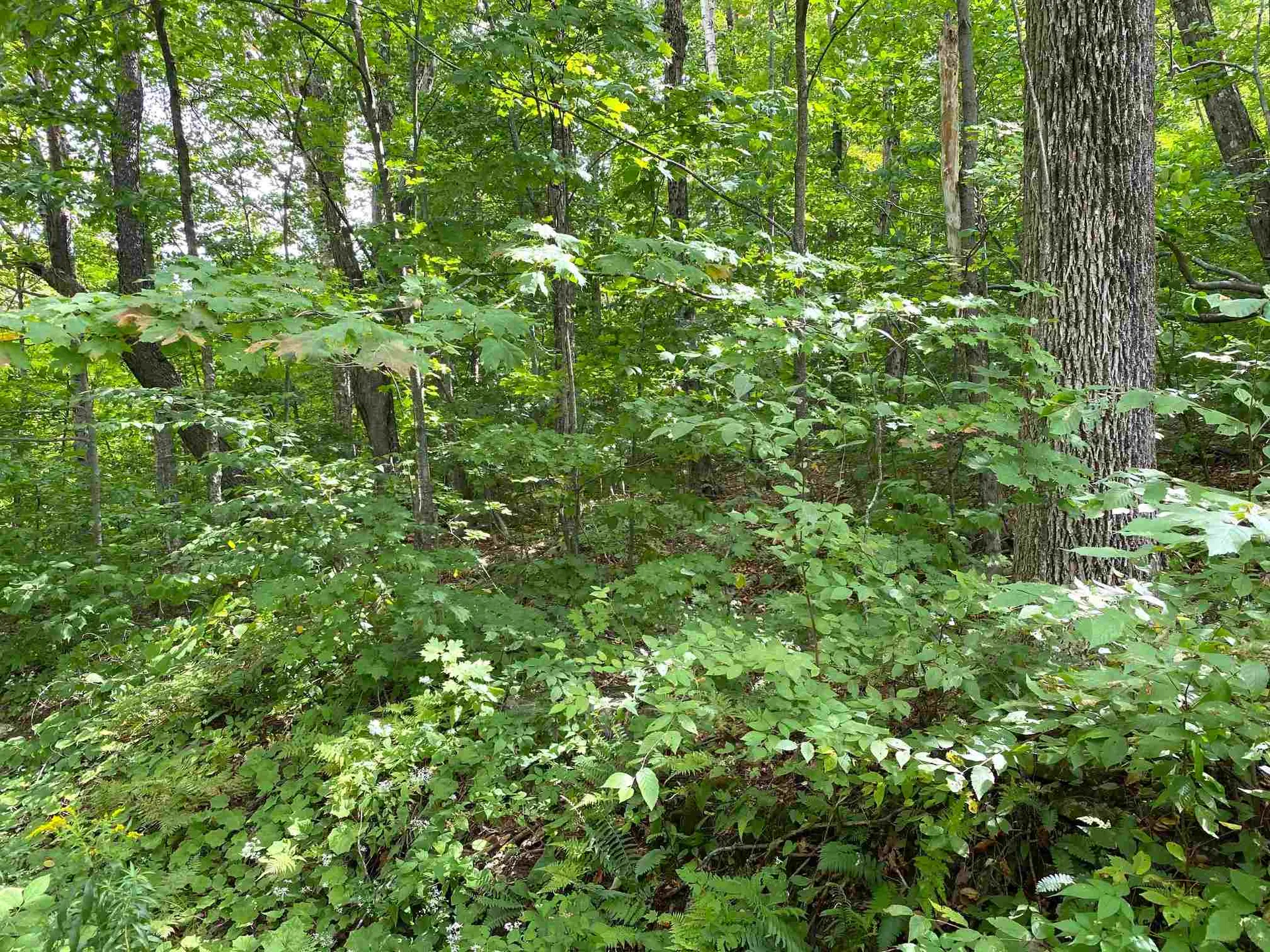 Lot Windham Springs Road Windham VT 05359