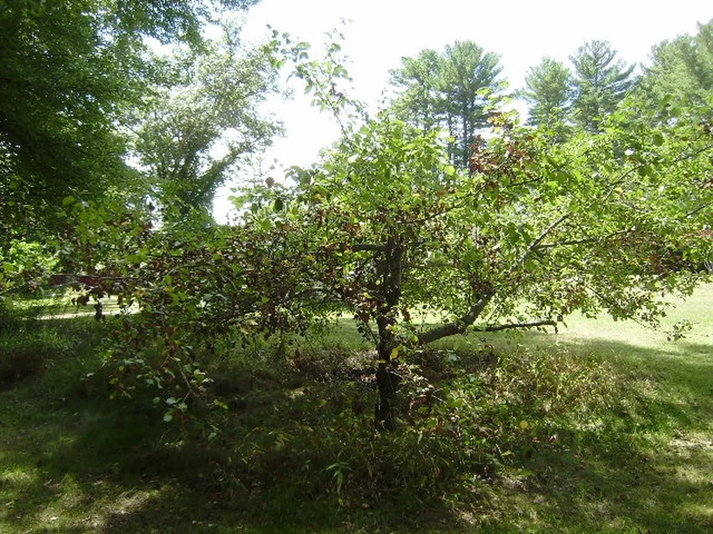 1428 A&b Mammoth Road Pelham NH 03076