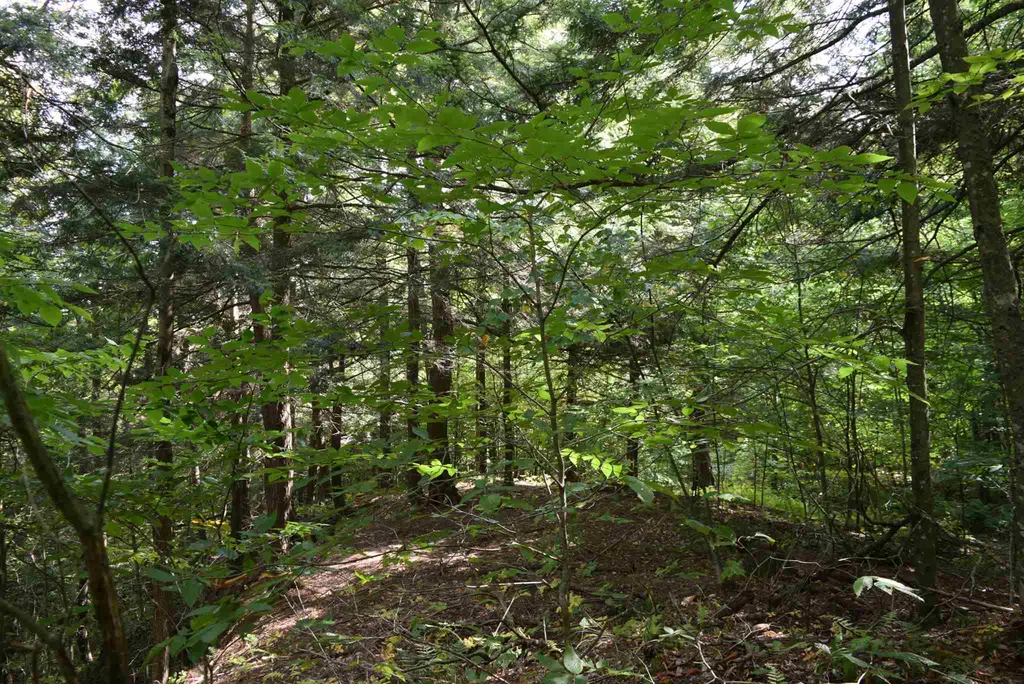 57 Moose Alley Johnson VT 05656