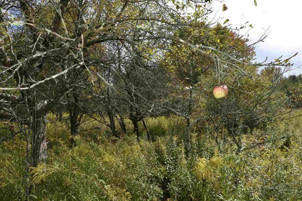 Lot 1 Shaftsbury Hollow Road Shaftsbury VT 05201