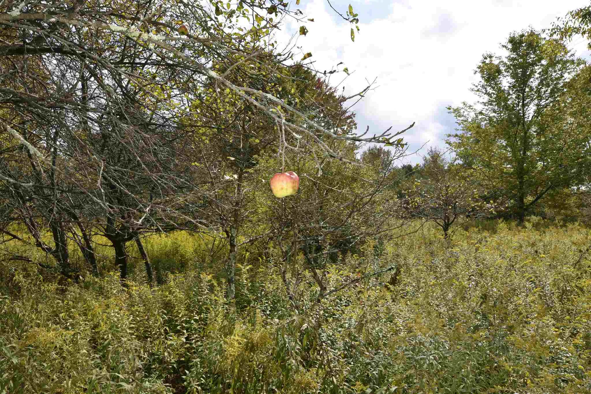 Lot 1 Shaftsbury Hollow Road Shaftsbury VT 05201