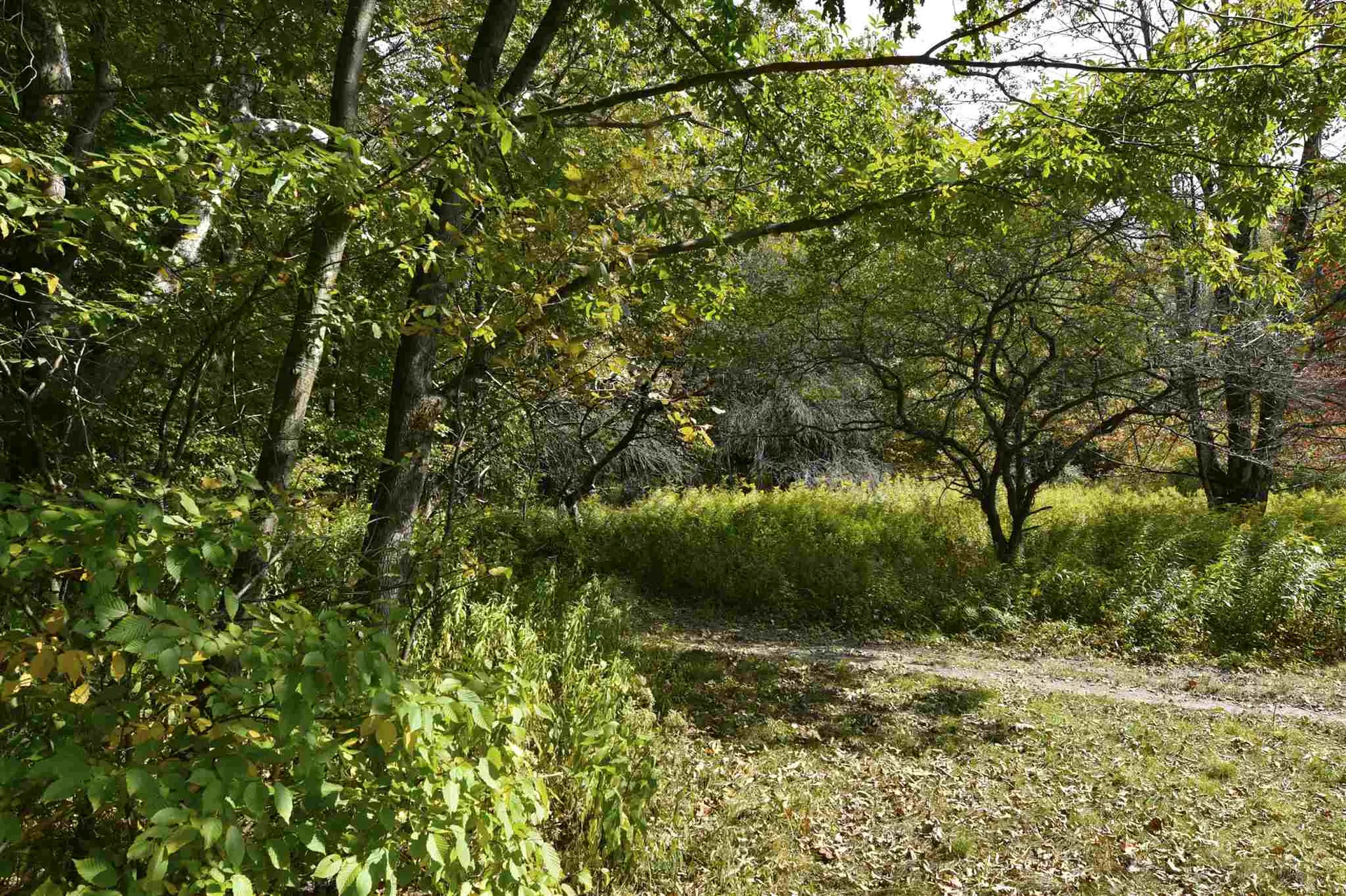Lot 1 Shaftsbury Hollow Road Shaftsbury VT 05201