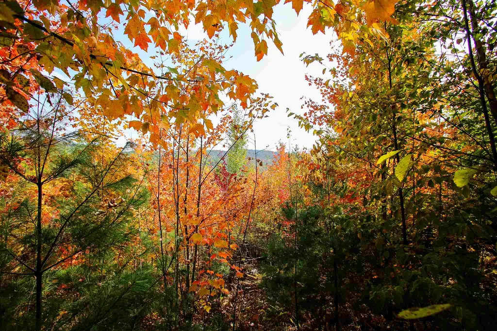 2332 Bowen Road Newbury VT 05040