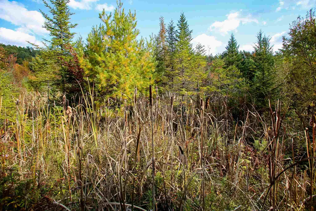 2332 Bowen Road Newbury VT 05040