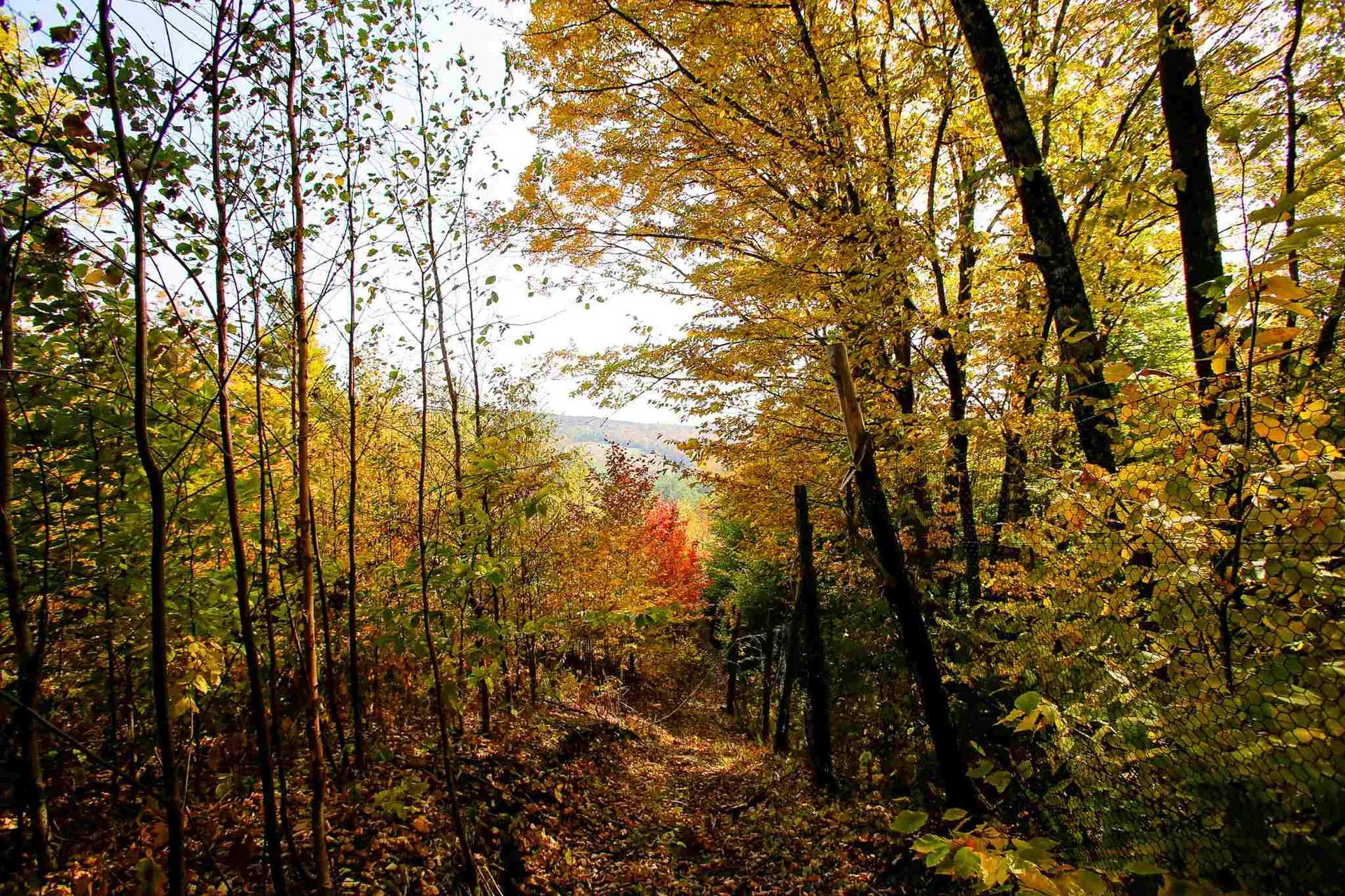 2332 Bowen Road Newbury VT 05040
