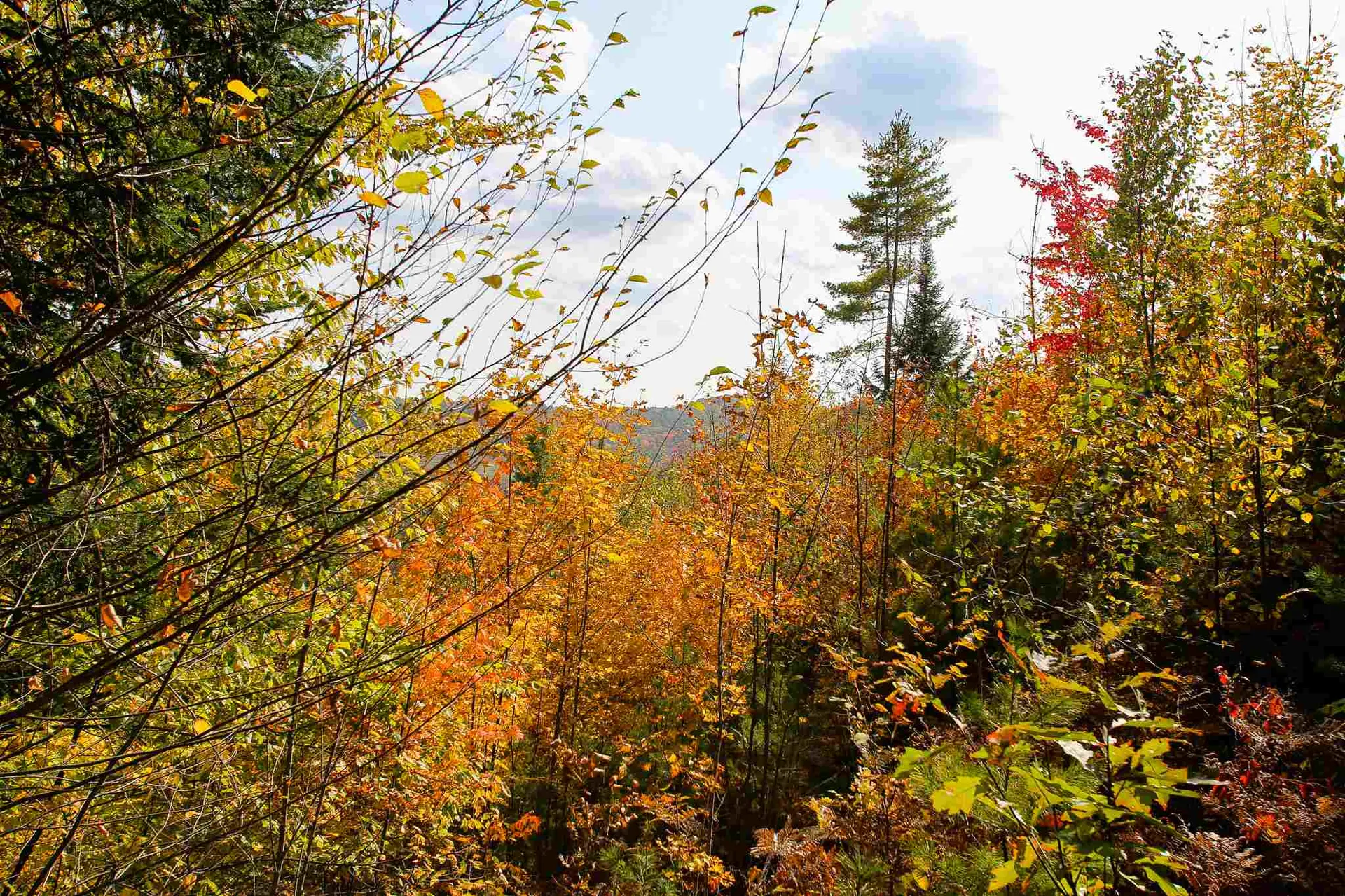 2332 Bowen Road Newbury VT 05040
