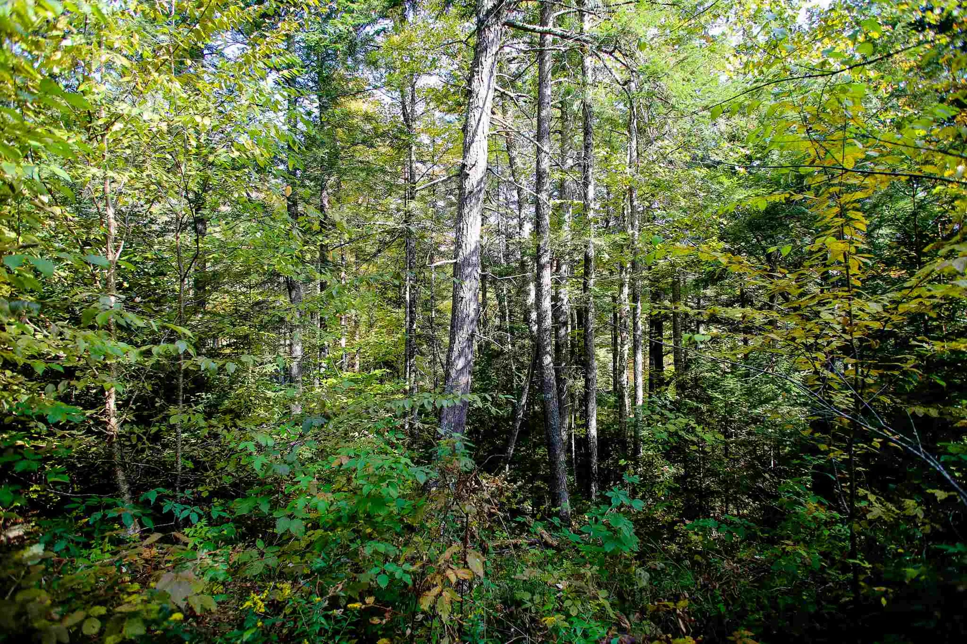 2332 Bowen Road Newbury VT 05040