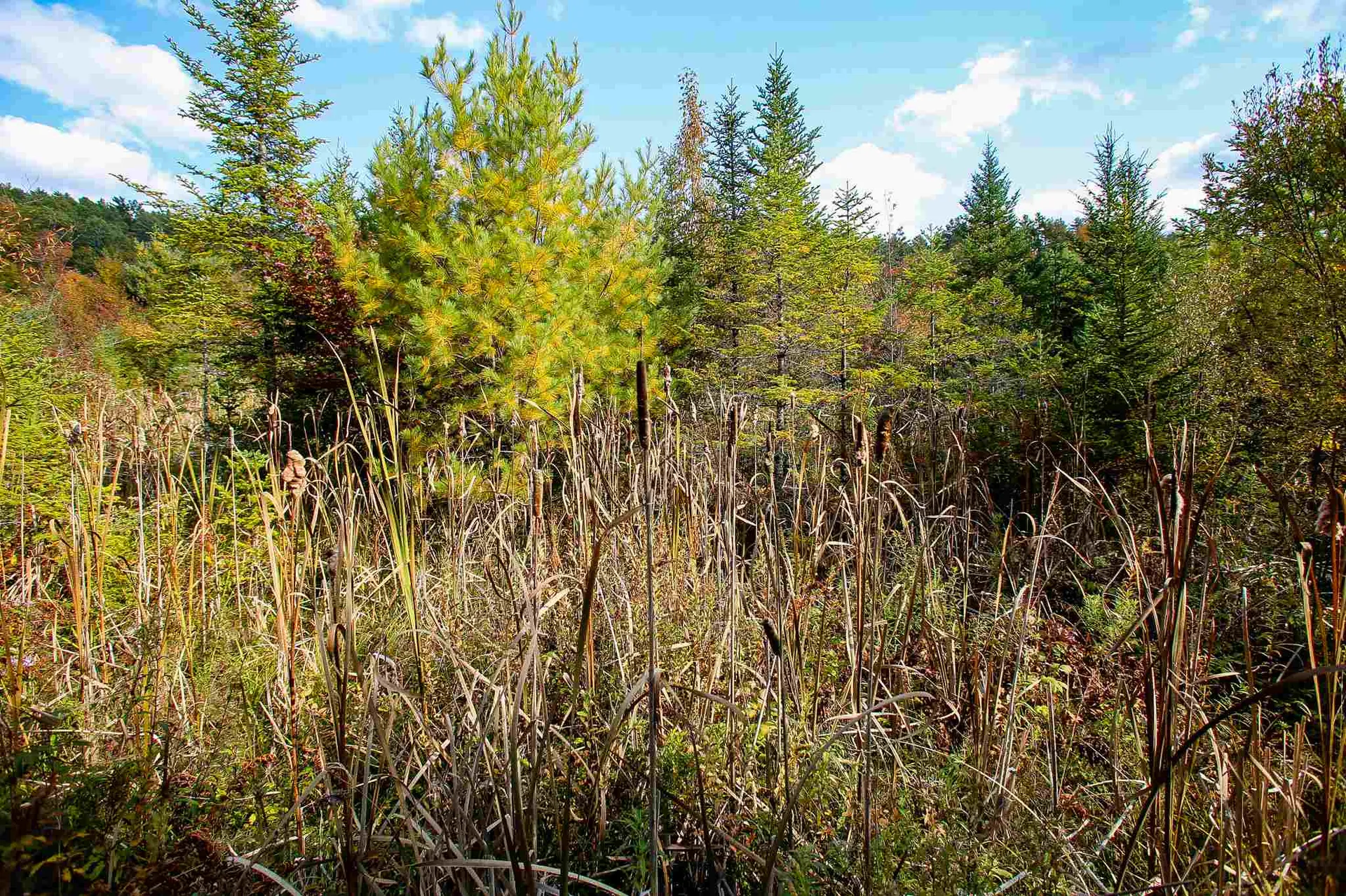 2332 Bowen Road Newbury VT 05040