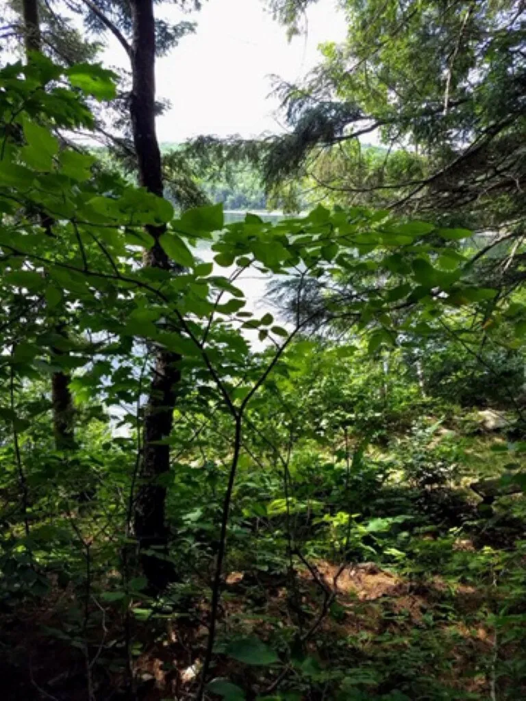 5125 Miller Pond Road Strafford VT 05072