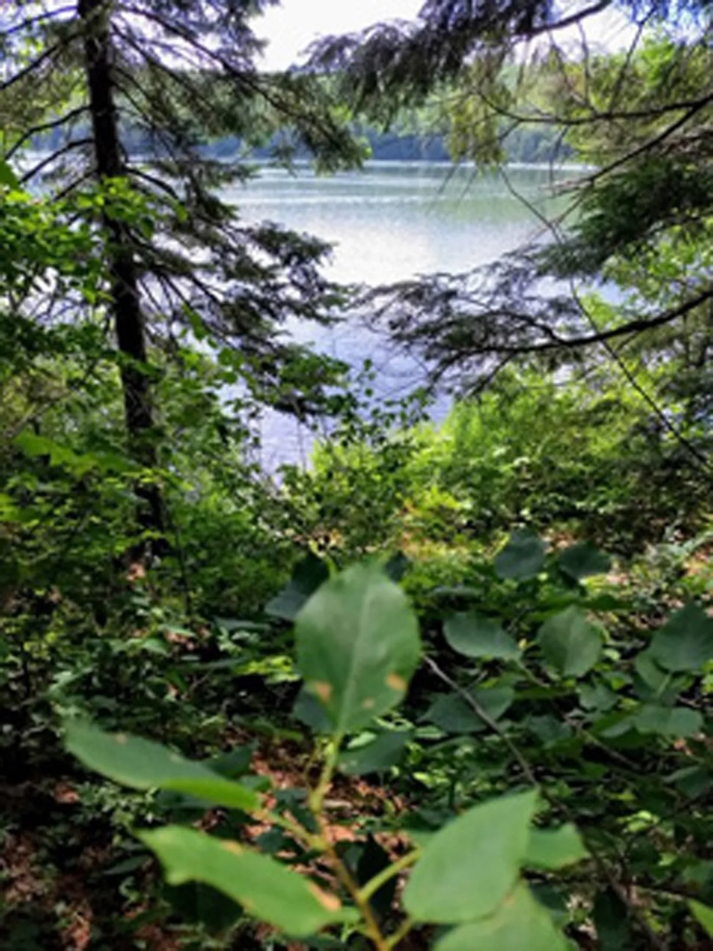 5125 Miller Pond Road Strafford VT 05072