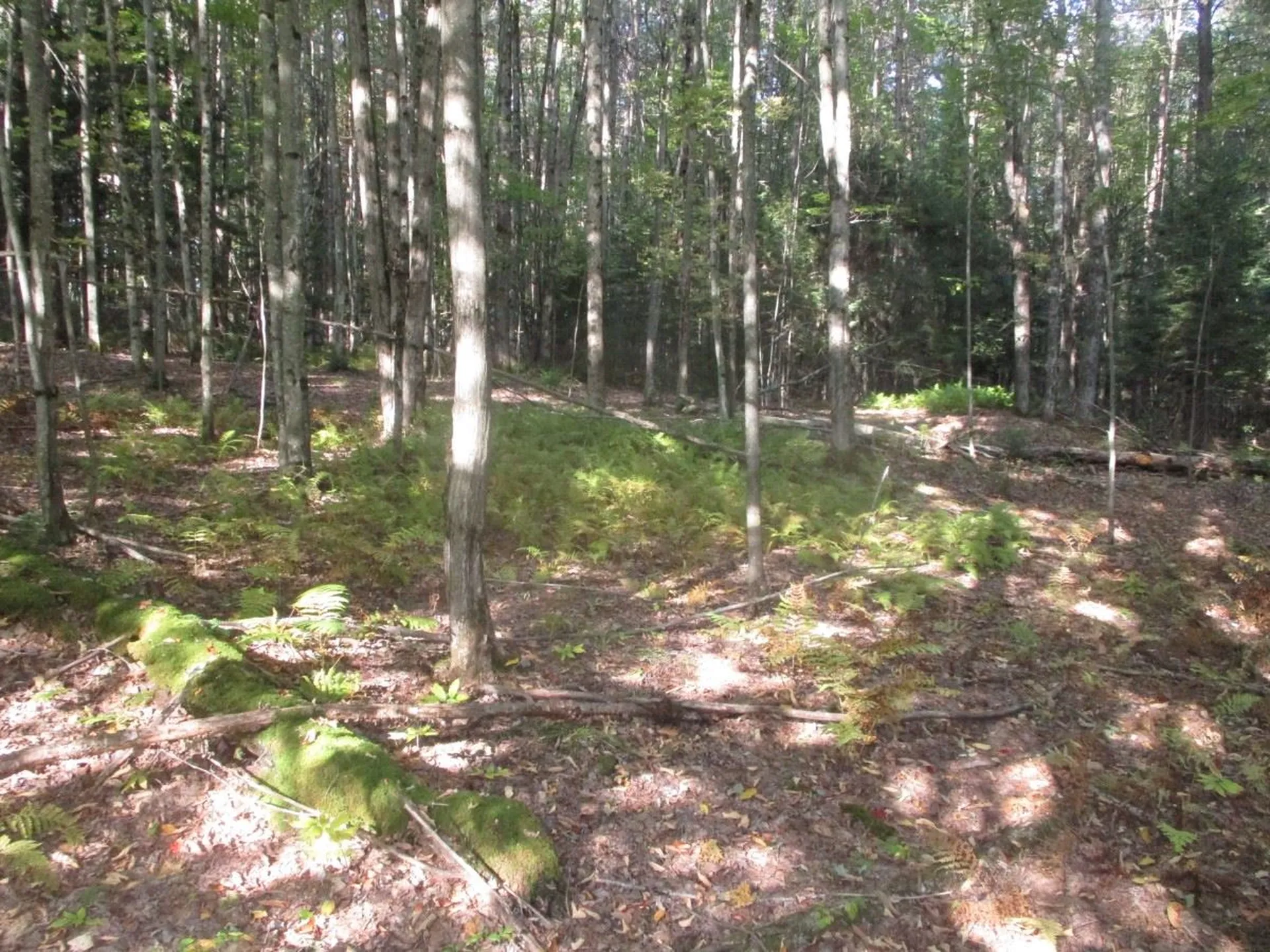 000 Richard Woolcutt Road And Walnut Lane Wolcott VT 05680