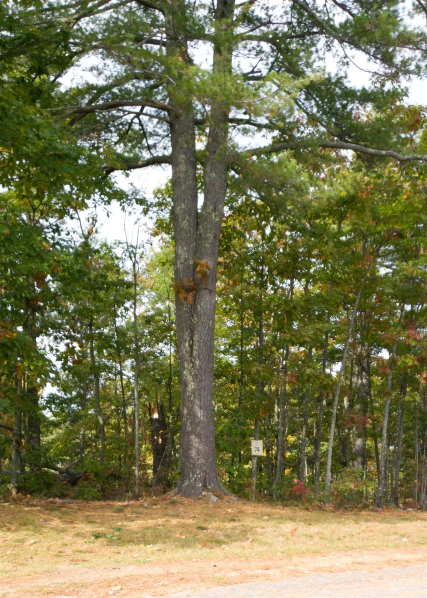 60 Lighthouse Cliffs Avenue Laconia NH 03246