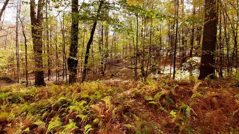 Tarbell Hill Road Cavendish VT 05142