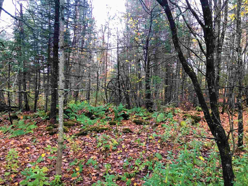 0 Center Pond Road Newark VT 05871