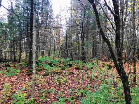 0 Center Pond Road Newark VT 05871