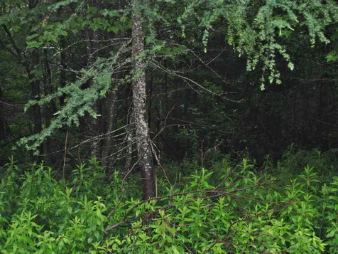 0 Center Pond Road Newark VT 05871