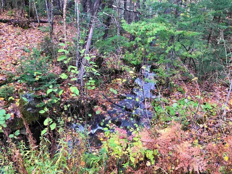 0 Center Pond Road Newark VT 05871