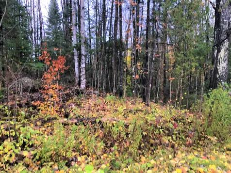 0 Center Pond Road Newark VT 05871