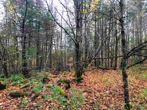 0 Center Pond Road Newark VT 05871