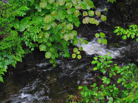 0 Center Pond Road Newark VT 05871