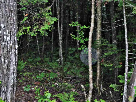 0 Center Pond Road Newark VT 05871