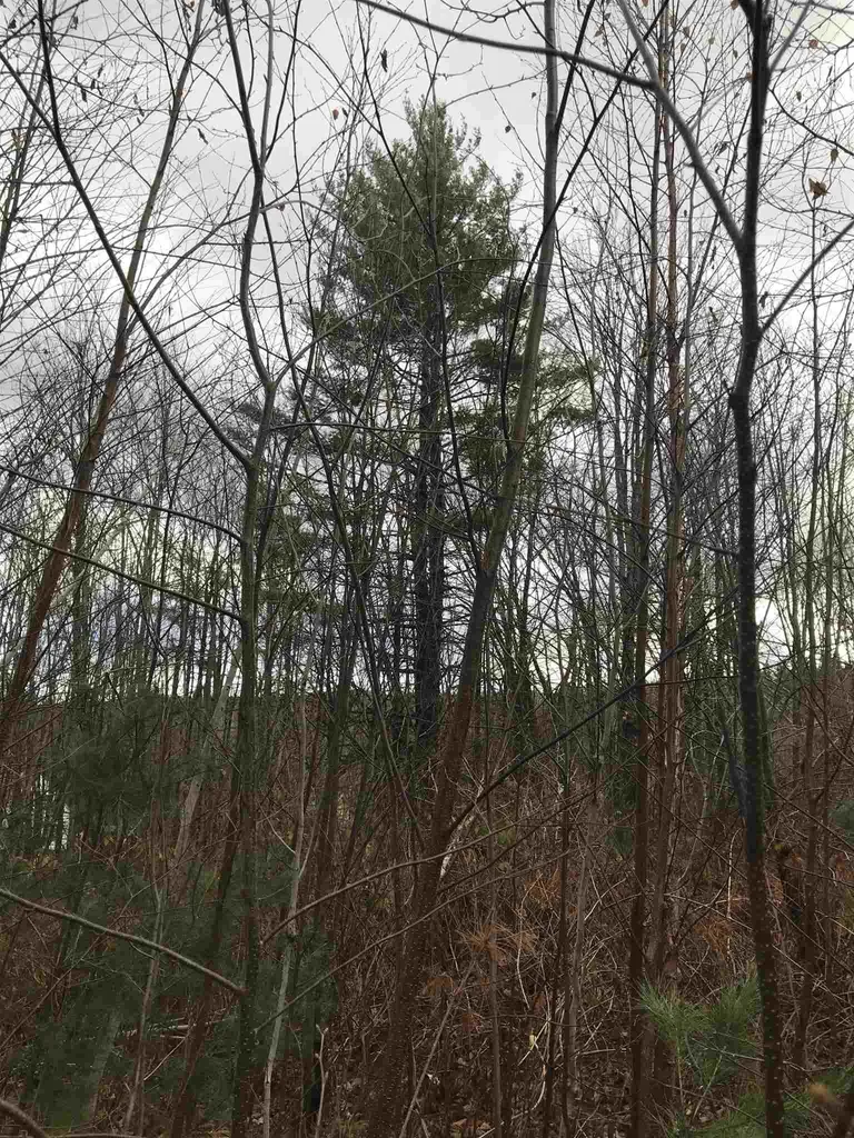 00 Glebe Mountain Road Windham VT 05359